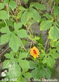 Image result for Momordica humilis