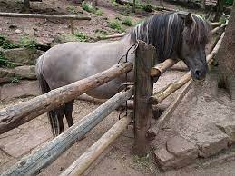 Maybe you would like to learn more about one of these? How To Build A Horse Fence In Six Easy Steps Stuff4petz