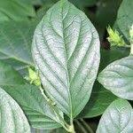 Image result for Heinsia