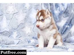 Free dog classifieds pawbe is here to help you find the perfect puppy for you and your family breeders and puppy owners can list their cute puppies here. Siberian Husky Puppies And Adorable French Bulldogs For Sale Auckland Put Free Ads Free Classified Ads