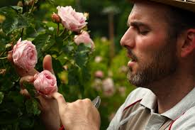 Rose Novaspina Online