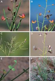 Image result for Adenocarpus mannii