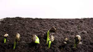 Just a quick time lapse of an initial styling of a bonsai nursery stock. Timelapse Stock Footage Video Plant Growth Time Lapse Germinating Sunflower Seeds 1058 Plants And Flowers