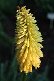 Image result for Kniphofia dubia