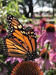 Monarch butterflies have one particular species of flower on which they lay their eggs and feed their offspring: Beautiful Monarch Butterfly Orange Black Pollinating Pollination Closeup Flower Flowers Coneflower Park Garden Spotted Summer Bright Sunny By Chelaina Begley Photo Stock Snapwire