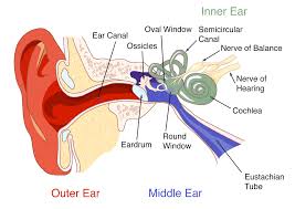 Image result for Inner Ear Decompression Sickness
