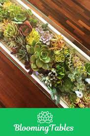 Special Blooming Tables Nature Inspired Decor House Plants Decor Succulents Diy