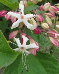 Image result for Clerodendrum melanocrater