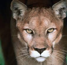 Changelog 1.1.0.0 various mistakes fixed. Vorpommern Behorden Warnen Vor Freilaufender Grosskatze Welt
