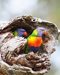 Mi Piace 7 366 Commenti 165 Jan Wegener Bird Whisperer Jan Wegener Su Instagram House Hunters Tr In 2020 Animals Beautiful Cute Animals Nature Birds