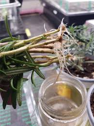Image result for rosemary cuttings