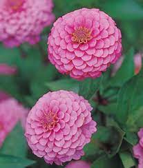 Zinnia Oklahoma Cherry Super Bright Cherry Pink Color Zinnias Flowers Zinnia Flowers