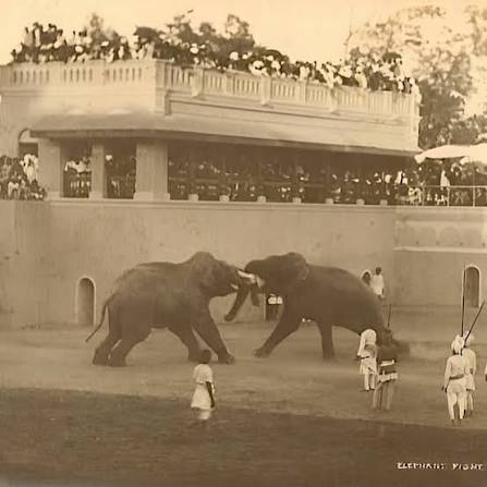 Elephant Fight, Vadodara - 1890s. During the reign of Gaekwad's, Baroda was one of the major hub for sports to lines of Olympics. Maharaja Sayajirao Gaekwad III was known for promoting Indian