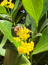 Image result for Psychotria capensis