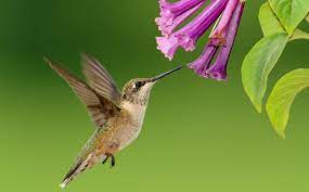 You want flowers that bloom continuously during the time that hummingbirds spend in your area. 28 Common Flowers That Attract Hummingbirds Native Easy To Grow Bird Watching Hq