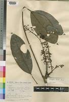 Image result for Astropanax barteri