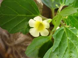 Image result for Pedalium murex