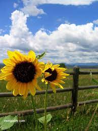 Clean water to drink, fresh air to breathe, energy to power our lives, and economic opportunities from recreation to military training. Sunflowers In The Las Vegas National Wildlife Refuge Just Outside Of Las Vegas New Mexico