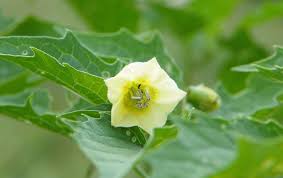 Image result for Physalis angulata