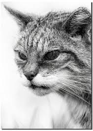 Draw a curve that forms two points on the top of the head. Is The Scottish Wildcat A Moggie Poc
