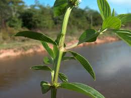 Image result for Spermacoce latituba