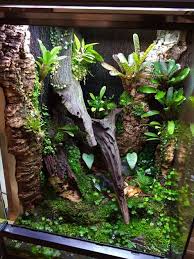 Click The Image To Open In Full Size Reptile Terrarium Frog Terrarium Gecko Vivarium