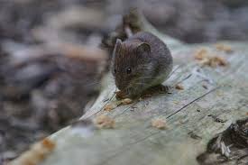 Jardin Souris Forestiere Bosmuis Rongeur Mignonne Poilu Animaux Aliments Pikist