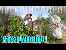 It's also a time when the many trees in the in the past i've taken and posted pictures of the crab apple blossoms and the plum tree flowers, now its time for the peach tree to get some attention. A Freeze Is Coming And My Fruit Trees Are Blooming Should I Be Worried What Can I Do Part 1 Youtube