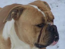 I'm proud that ohio has some of the toughest laws in the country for dog breeding. American Bulldog Puppies In Ohio