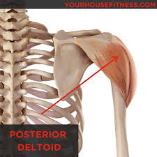 It runs from the back of the pelvis to the upper part of the femur. Muscle Breakdown Posterior Deltoid Your House Fitness