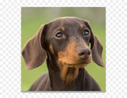 Avusturya Siyah Ve Tan Kopegi Siyah Ve Tan Lehce Av Kopegi Dachshund Alman Tras Coonhound Kopek Yavrusu Seffaf Png Goruntusu