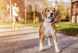 Labrador retrievers are energetic dogs that tend to have an extended puppyhood. Beagle Retriever Mix A Complete Guide To This Great Dog Breed Embora Pets