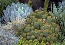 Para eso, tenemos que hablar un poco de »anatomía cactusera» y de cómo se si no queremos que se vuelva a repetir hay que controlar los riegos, o dicho de otro modo: Riego Y Abonado De Cactus Y Otras Suculentas