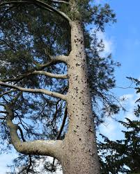 Image result for Gerardiina