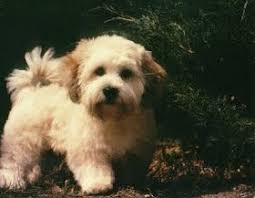 Casa rue 2658: shopping for puppies