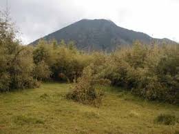 Image result for Micractis bojeri