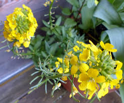 Verschönern sie ihren garten mit baldur, ihrem spezialisten für pflanzenversand & gartenversand. Goldlack Erysimum Cheiri