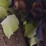 Nipah virus: need panic, says