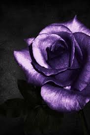 Check spelling or type a new query. Best Beautiful Purple Roses Images On Flowers Black And Purple Roses 640x960 Wallpaper Teahub Io