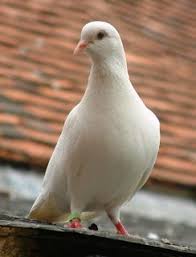 Baby Pigeons Rescued Dove Pictures Birds In The Sky White Doves