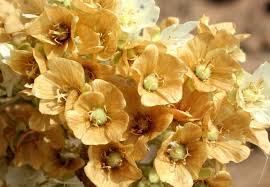 Image result for Dombeya shupangae