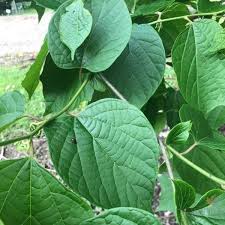 Image result for Alangium chinense