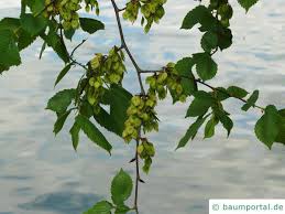 Die ulmen (ulmus), auch rüster, rusten oder effe genannt, bilden eine pflanzengattung in der familie der ulmengewächse (ulmaceae). Flatter Ulme Ulmus Laevis