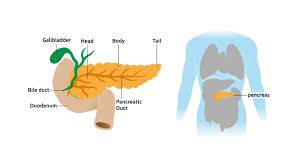 Image result for pancreas)