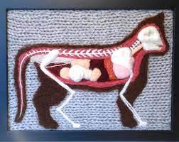 Microsurgical anatomy and internal architecture of the brainstem in 3d images: Knitting Science