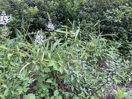 Image result for Orthosiphon scedastophyllus