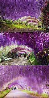 Fascinating Look At The Wisteria Flower Tunnel In Japan Techeblog Places To Travel Beautiful Places Places To Visit