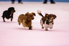 However, free dogs and puppies are a rarity as shelters usually charge a small adoption fee to cover their expenses. Doxie Dash Animal Rescue League Of Iowa