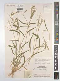 Image result for Urochloa brevispicata