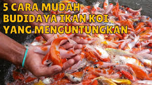 Setidaknya perlu campuran pasir semen untuk membuat kolam yang kokoh dari bahan beton. 5 Cara Mudah Budidaya Ikan Koi Yang Menguntungkan Youtube